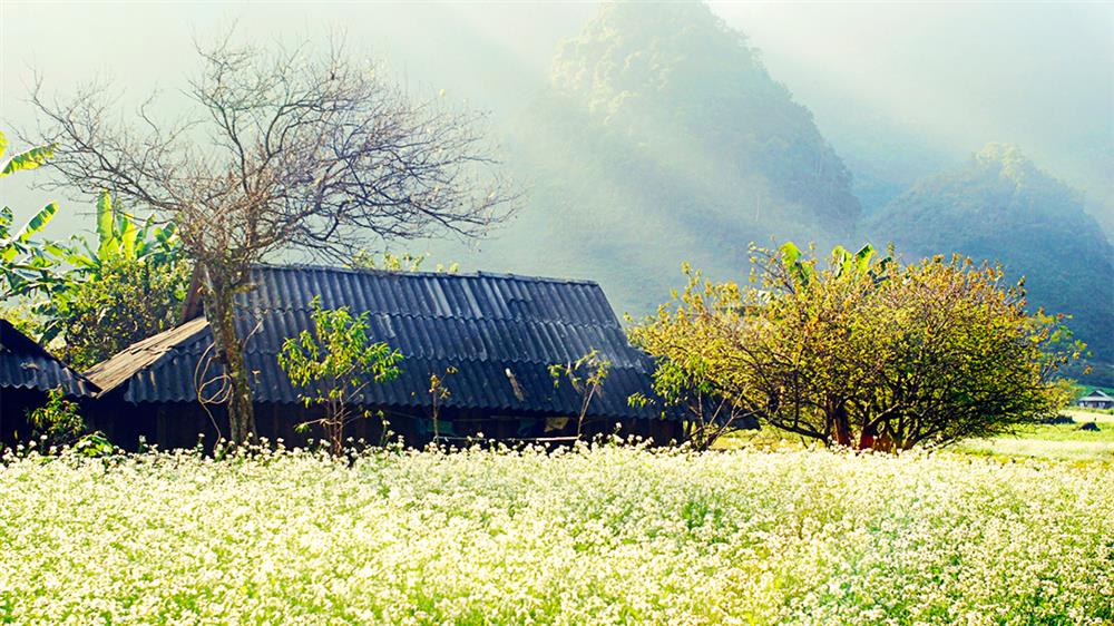 04. Mộc Châu mùa hoa cải