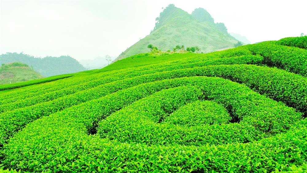 03. Đồi chè Mộc Châu
