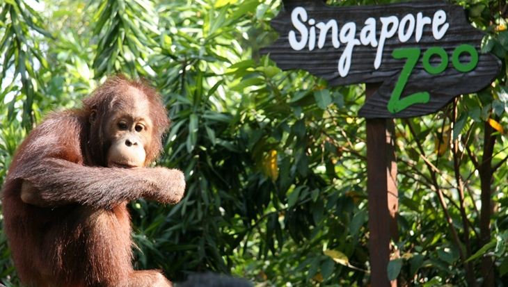 Ăn sáng giữa rừng già tại Singapore Zoo