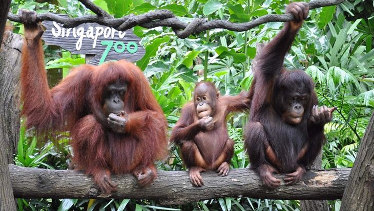 Ăn sáng giữa rừng già tại Singapore Zoo