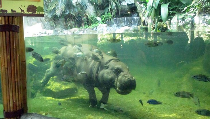 Ăn sáng giữa rừng già tại Singapore Zoo