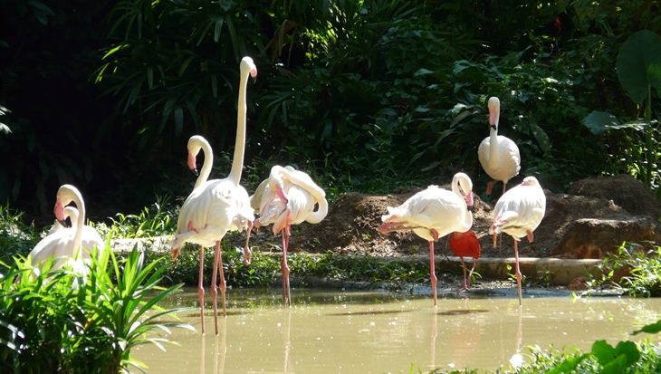 Ăn sáng giữa rừng già tại Singapore Zoo
