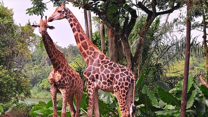 Ăn sáng giữa rừng già tại Singapore Zoo