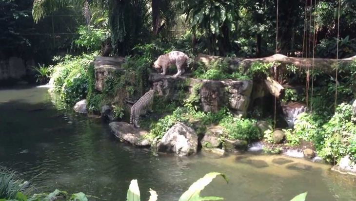 Ăn sáng giữa rừng già tại Singapore Zoo