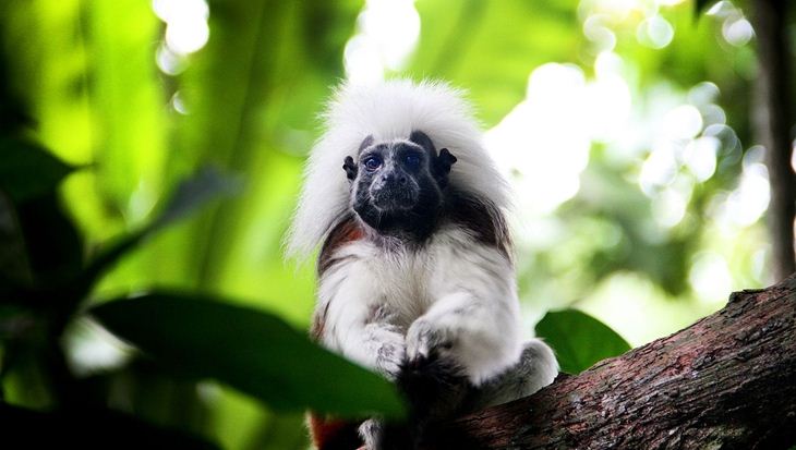 Ăn sáng giữa rừng già tại Singapore Zoo