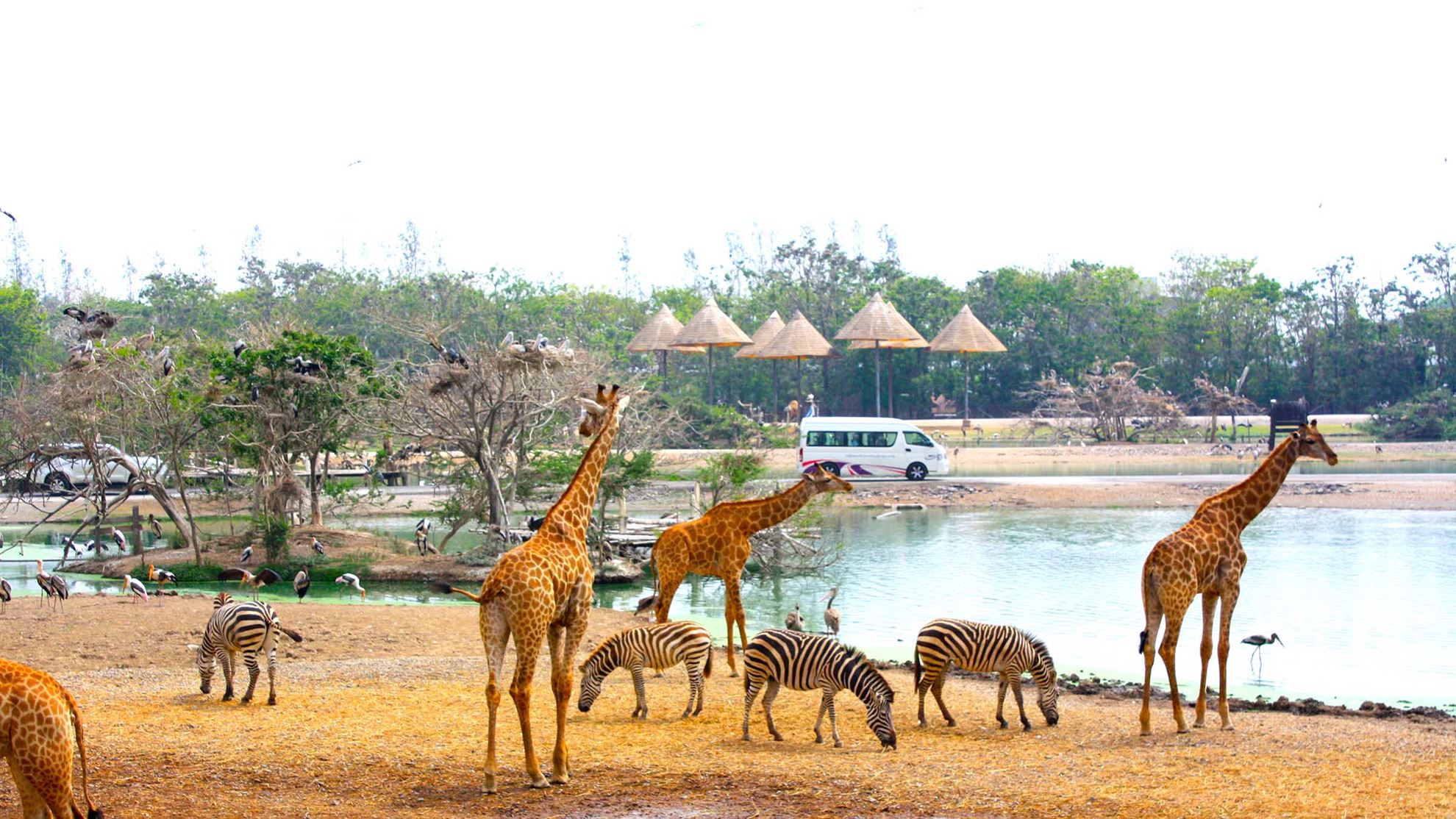 Hình của danh mục Safari World Bangkok