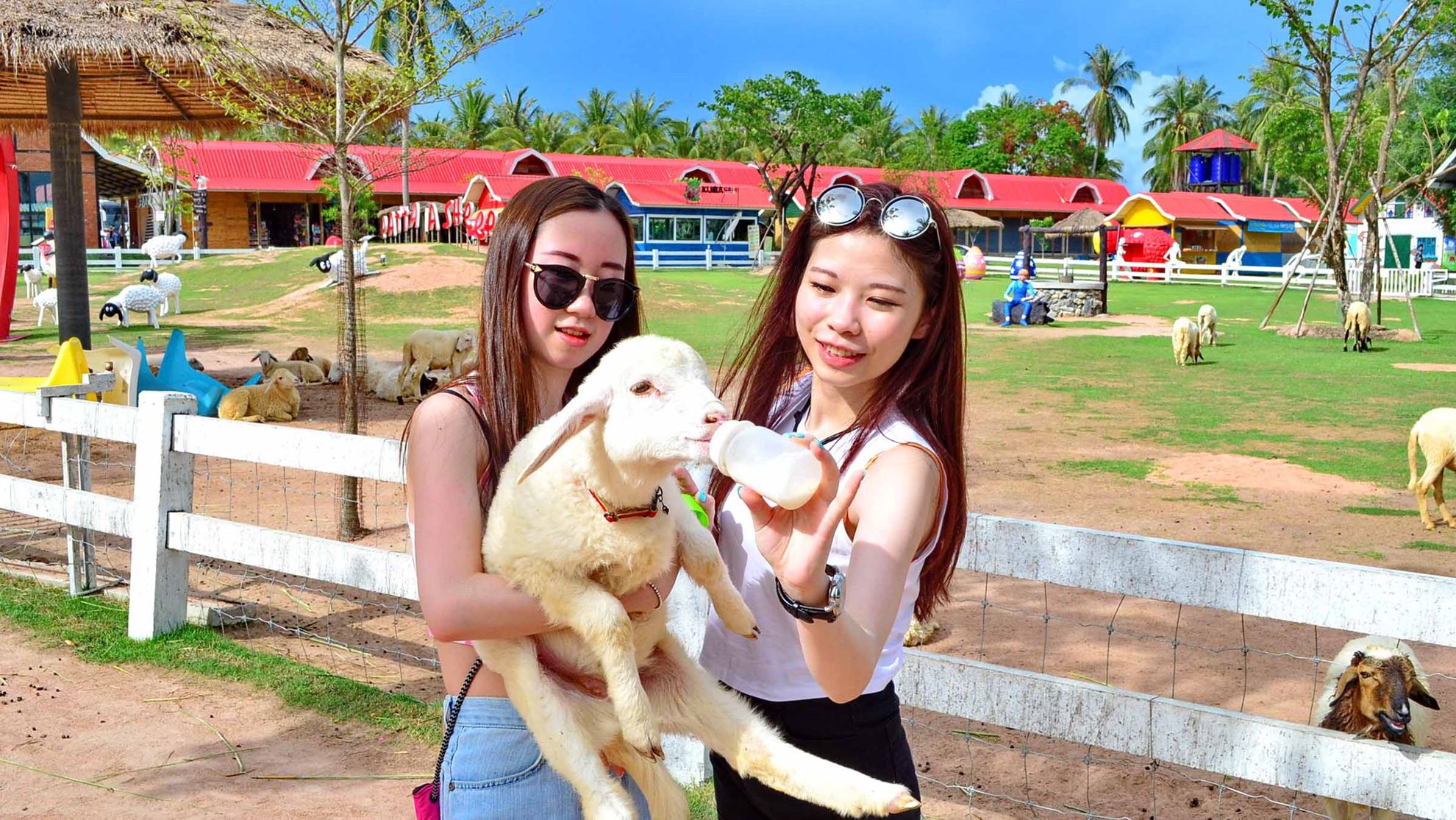 Hình của danh mục Pattaya Sheep farm - Nông trại cừu Pattaya