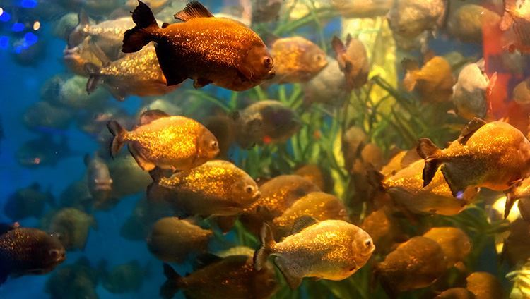 Vé Aquaria KLCC