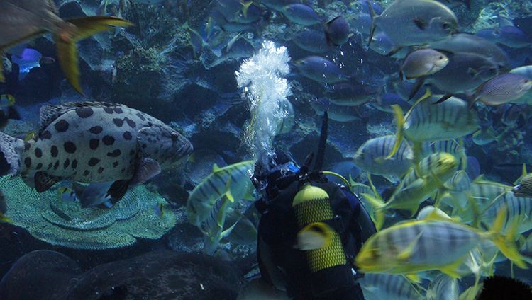 Vé Aquaria KLCC