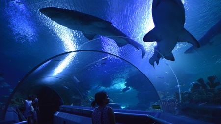 Hình của danh mục Thủy cung Aquaria KLCC