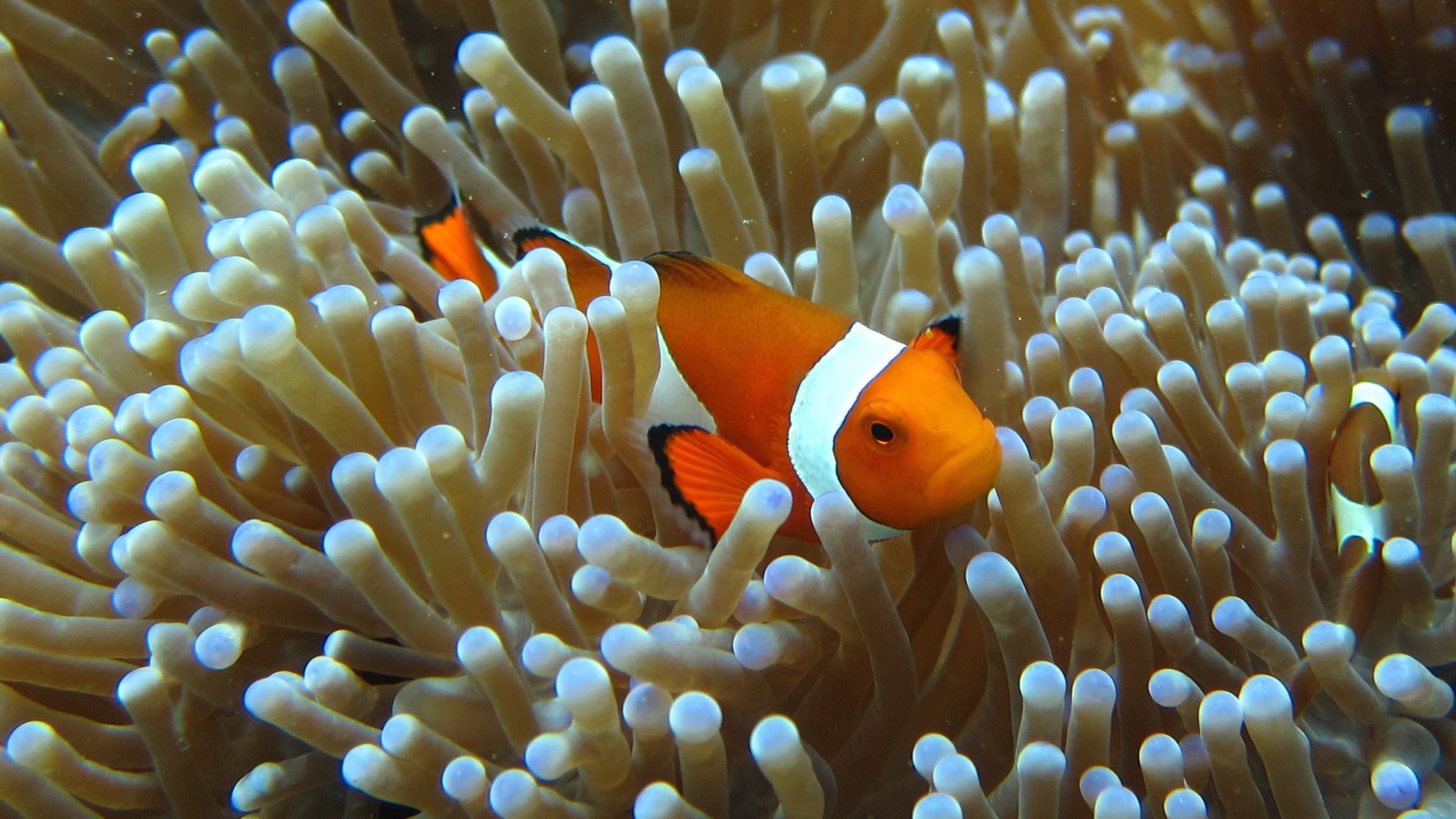 Hình của danh mục Underwater World Langkawi