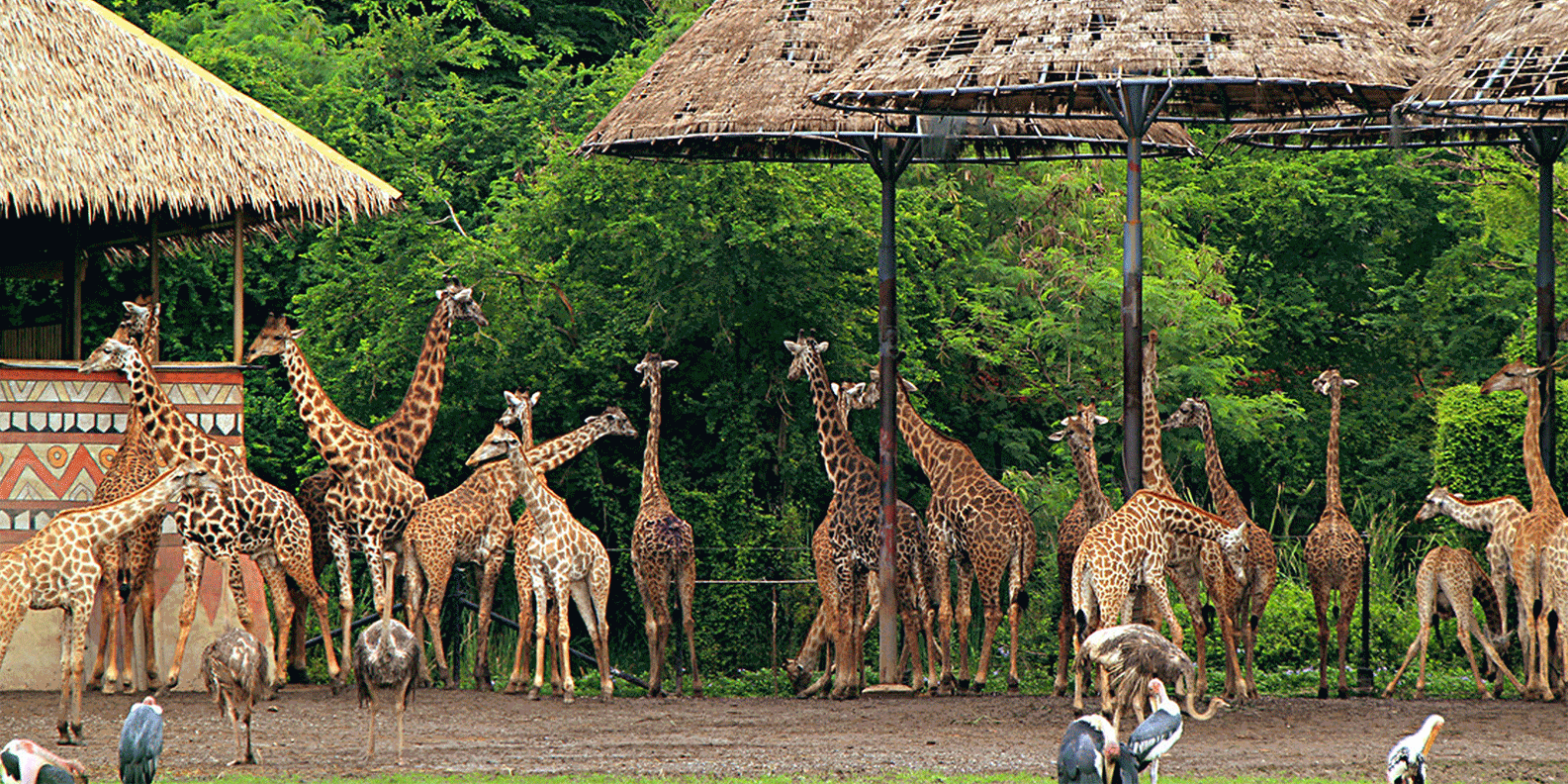 Tham quan Safari World Bangkok + Đưa đón