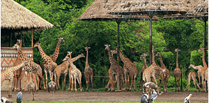 Hình của Tham quan Safari World Bangkok + Đưa đón