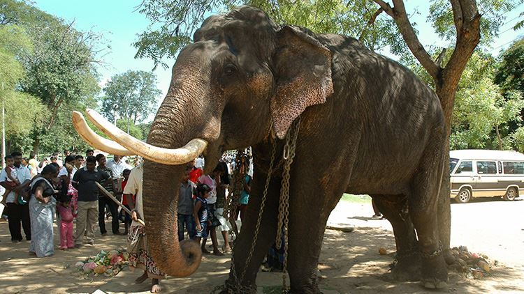 Tour cưỡi voi tại Namuang Safari Park