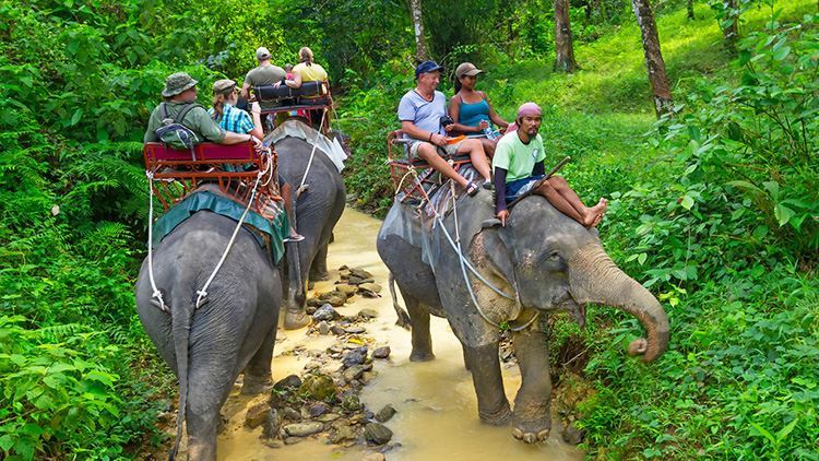 Tour cưỡi voi tại Namuang Safari Park