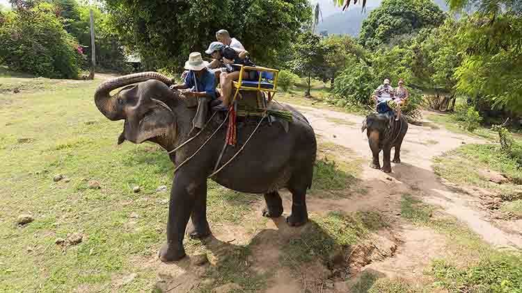Tour cưỡi voi tại Namuang Safari Park