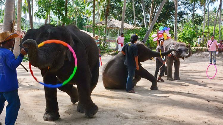 Tour xiếc voi và trình diễn động vật Koh Samui