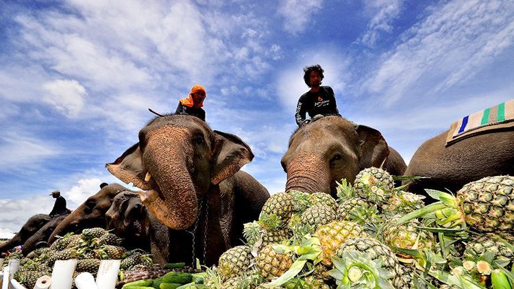 Tour cưỡi voi và xem trình diễn Hua Hin