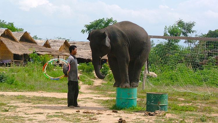 Tour cưỡi voi và xem trình diễn Hua Hin