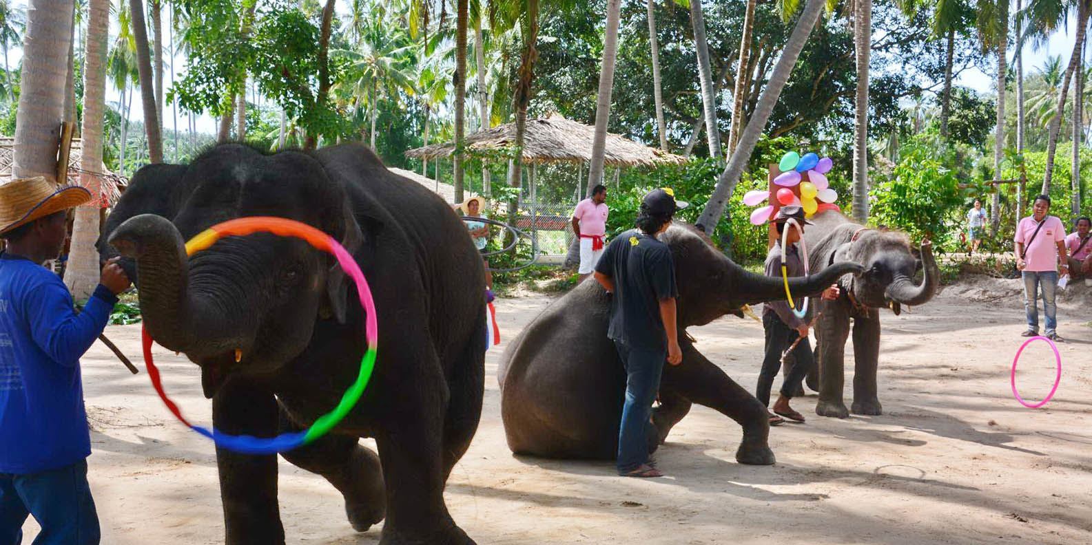 Tour khám phá Jungle Safari (cả ngày)