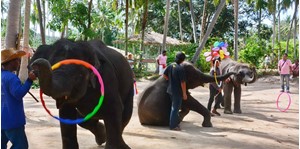 Hình của Tour khám phá Jungle Safari (cả ngày)