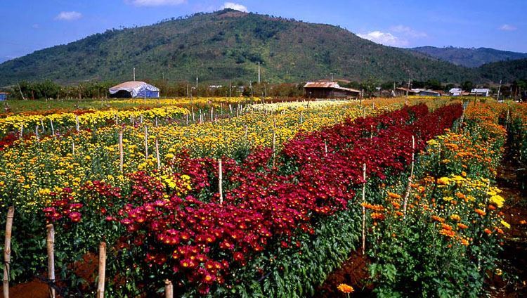 Tour tham quan làng Cù Lần - Ma Rừng Lữ Quán