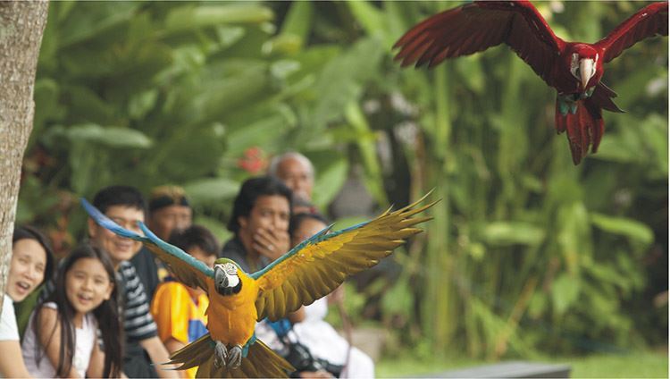Vé Bali Bird Park