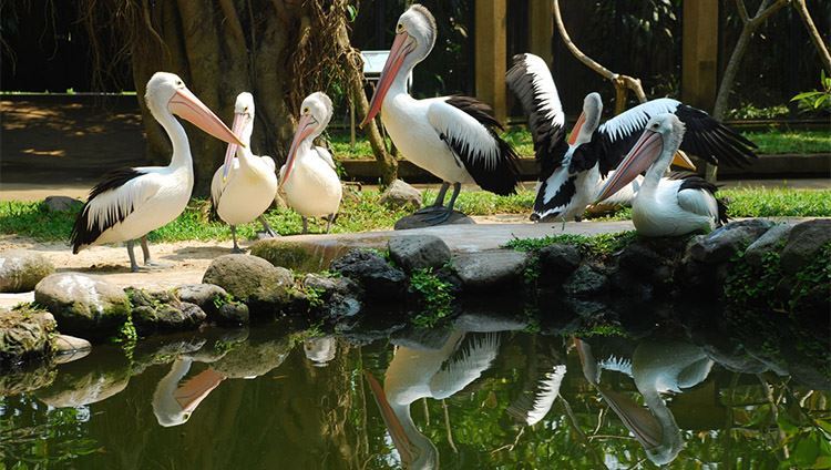 Vé Bali Bird Park