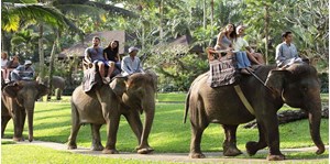 Vé Elephant Safari Park 