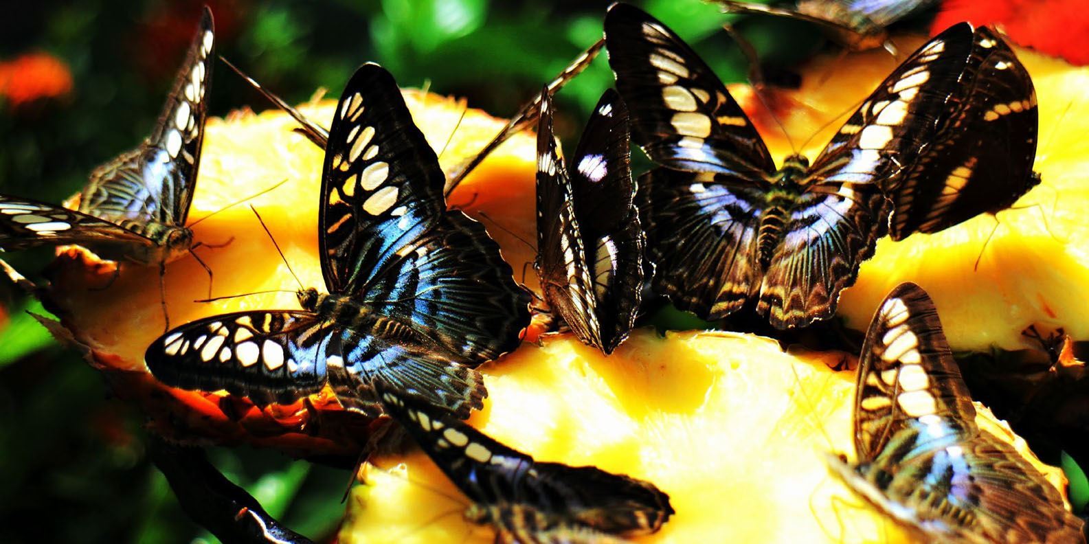 Vé Butterfly Park & Insect Kingdom Sentosa