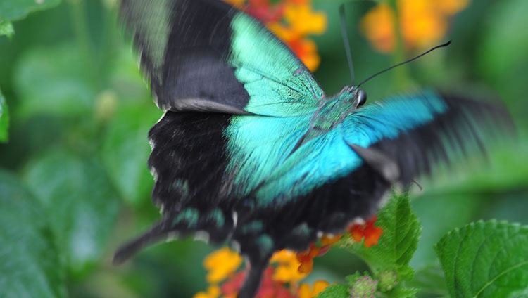 Vé Butterfly Park & Insect Kingdom Sentosa
