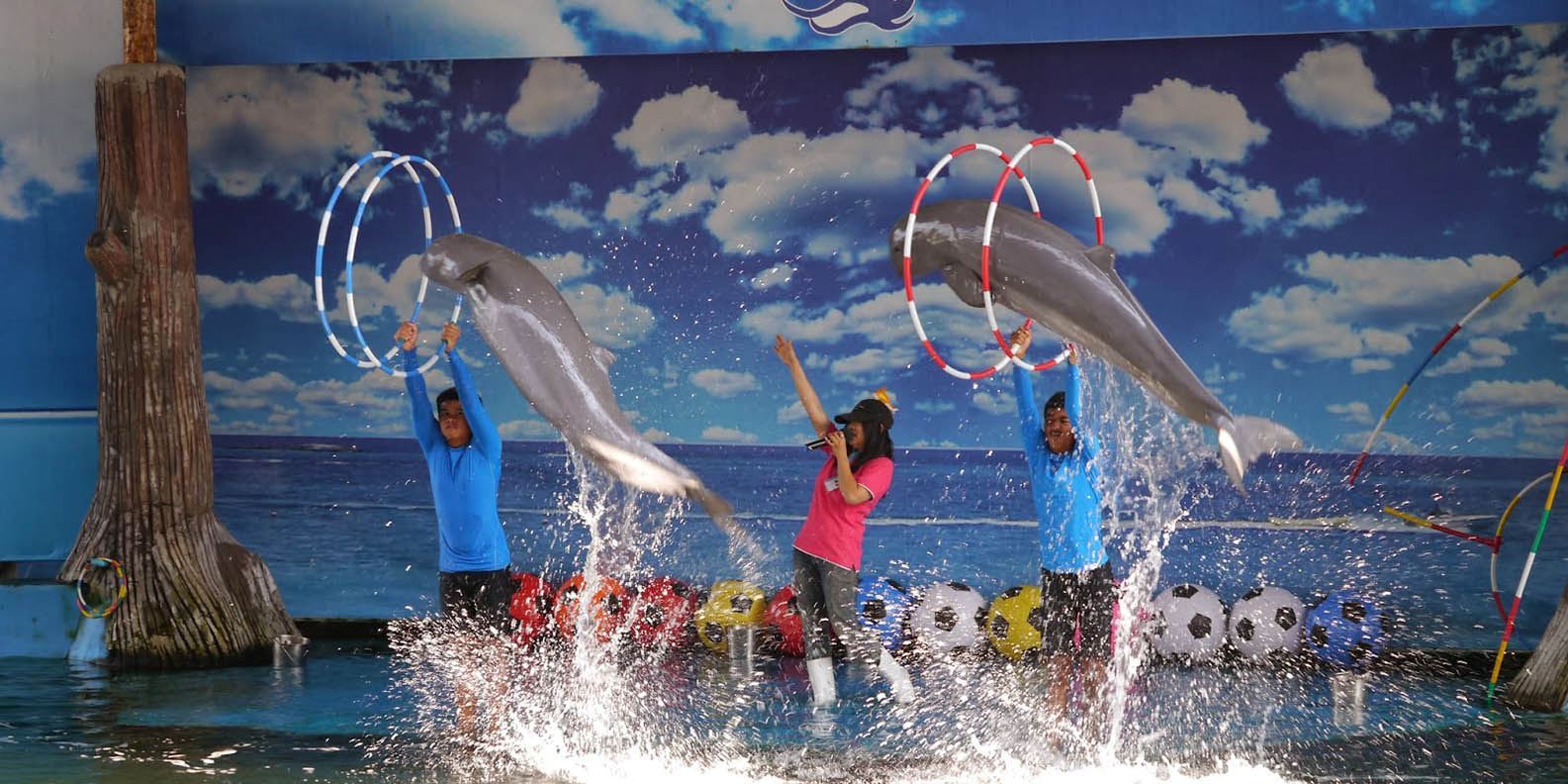 Pattaya Dolphin Show - show cá heo Pattaya