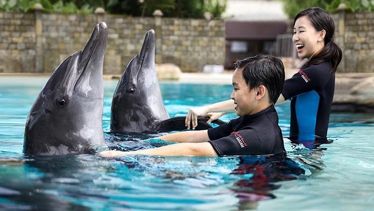 Vé Dolphin Island Sentosa + Adventure Cove Park