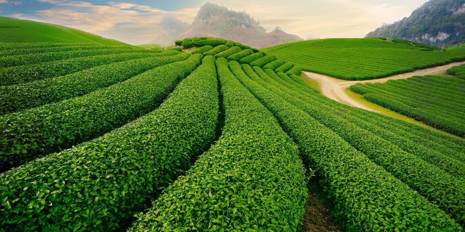 Tour Mai Châu - Mộc Châu 2 ngày