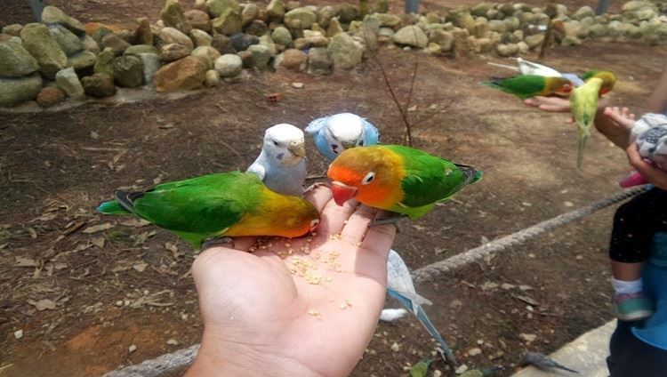 Tour Zoodoo  Nông trại Đà Lạt