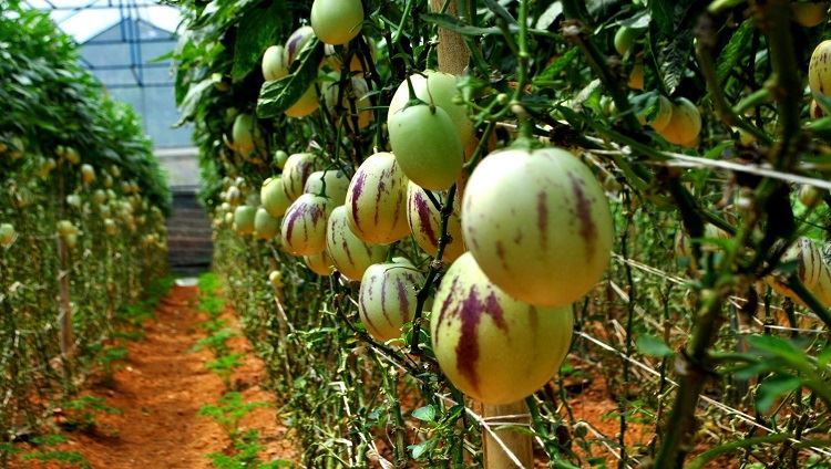 Tour Zoodoo  Nông trại Đà Lạt