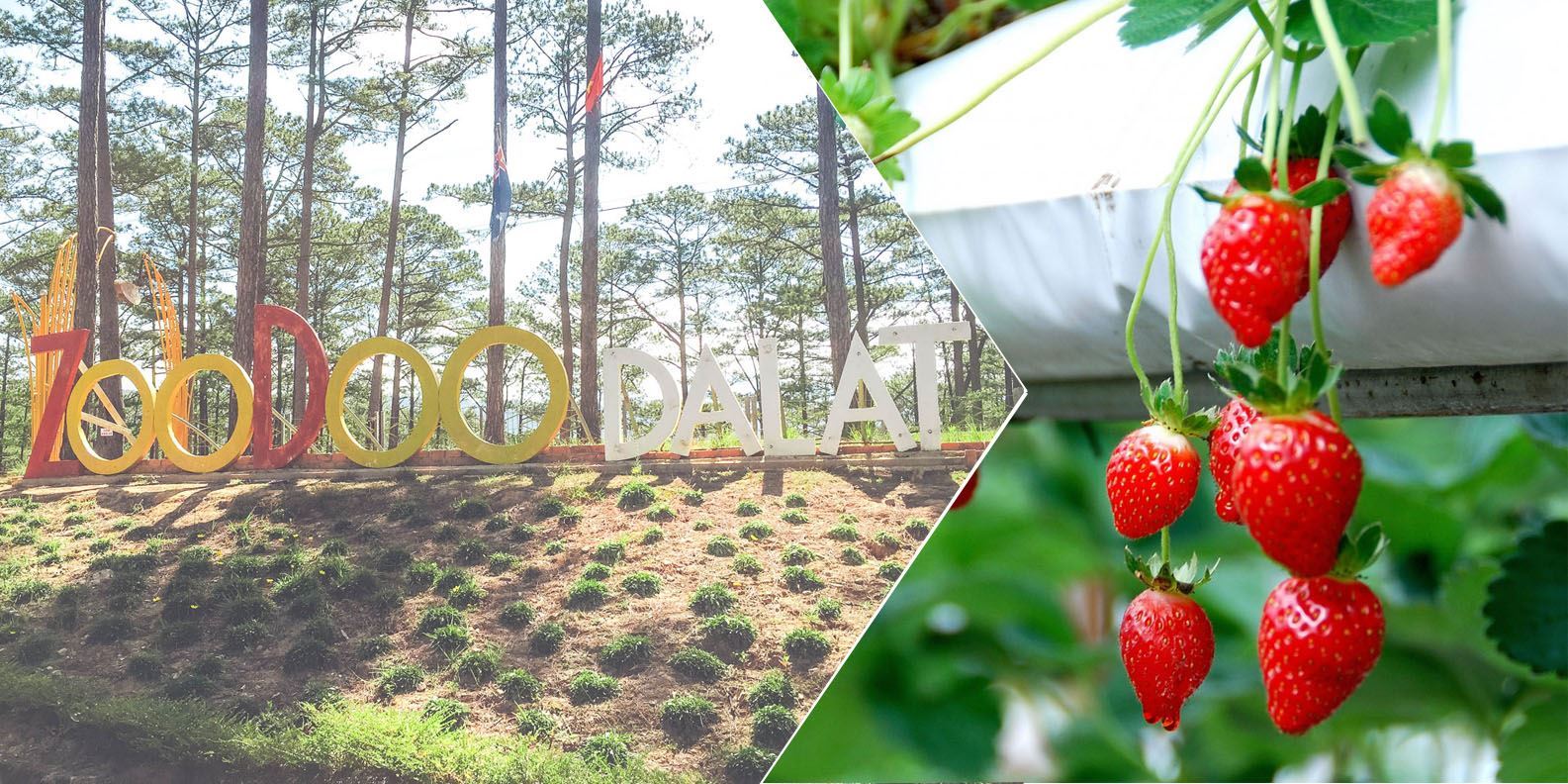 Tour Zoodoo  Nông trại Đà Lạt