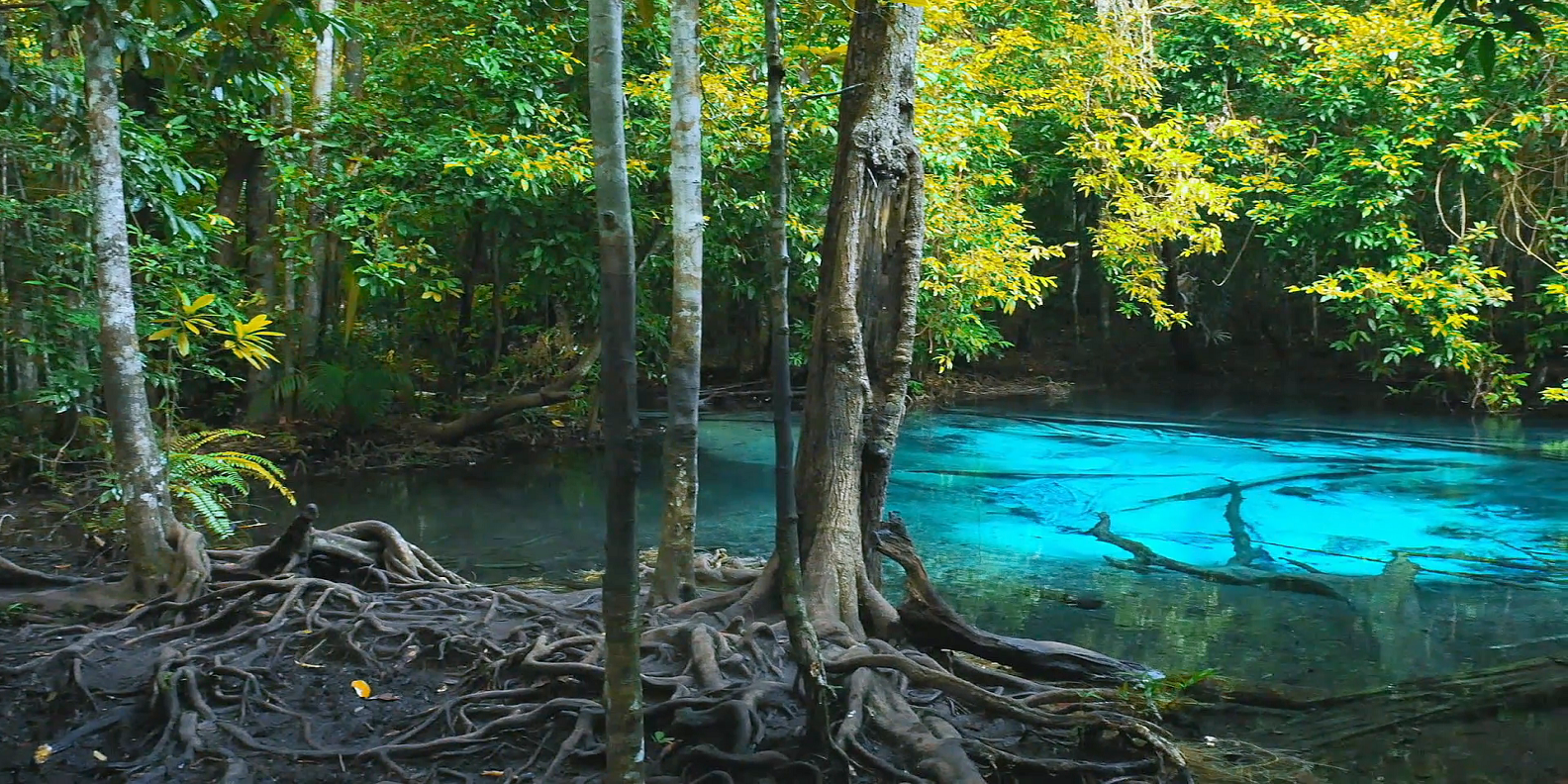 Tour đạp xe băng rừng quanh Krabi