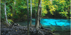 Hình của Tour đạp xe băng rừng quanh Krabi