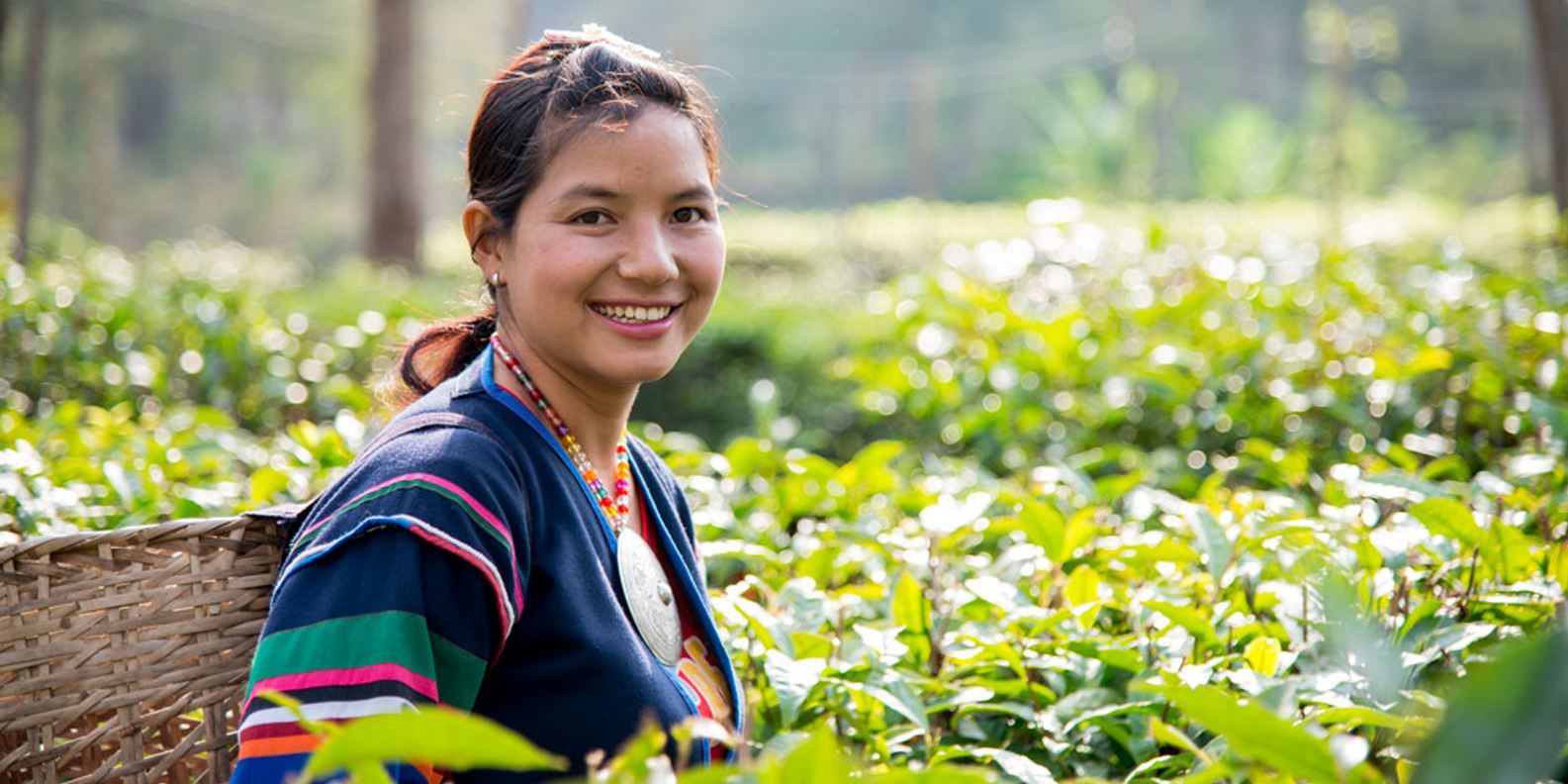 Tour đồn điền trà Araksa Chiang Mai