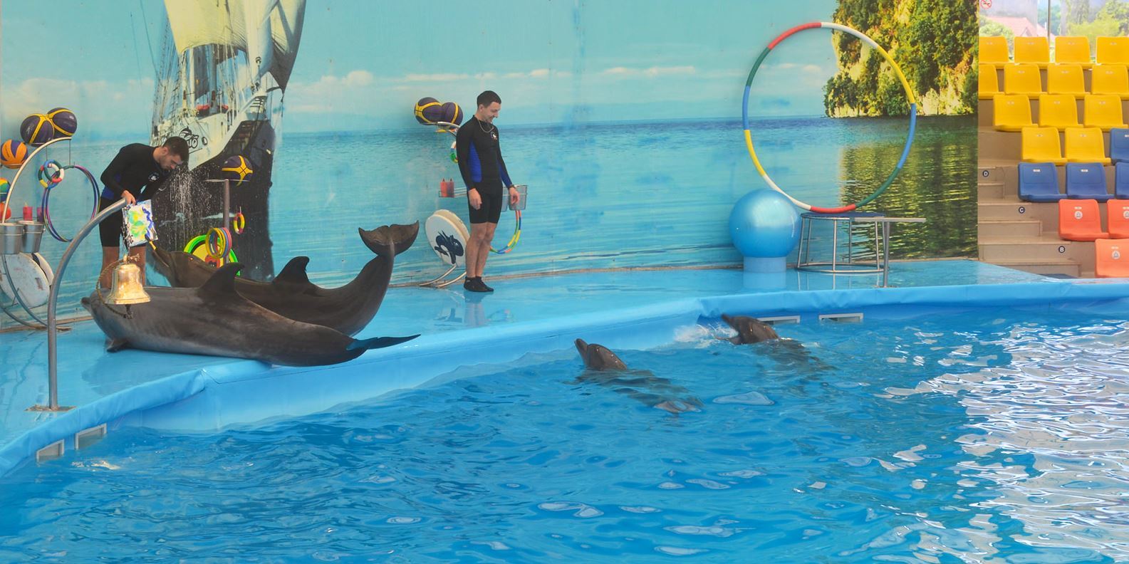 Dolphins Bay Show Phuket - có đưa đón