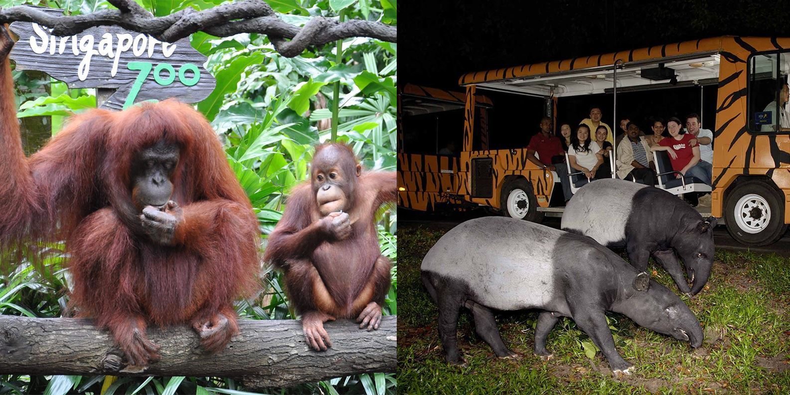 COMBO vé Night Safari - Singapore Zoo
