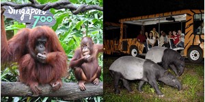 COMBO vé Night Safari - Singapore Zoo