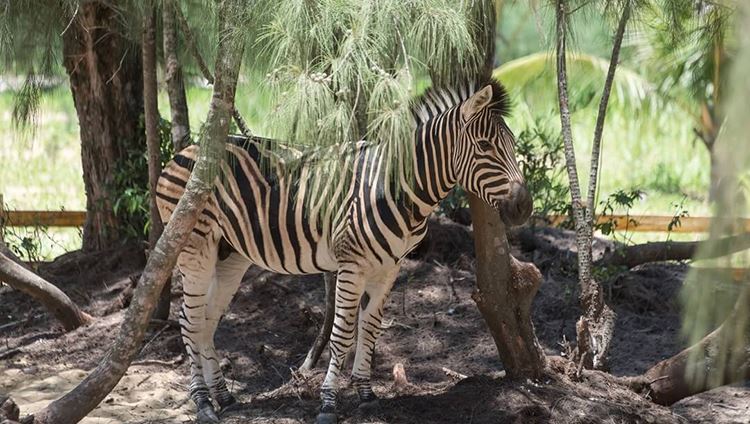 Vé FLC Zoo Safari Park Quy Nhơn