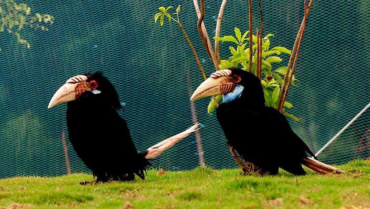 Vé FLC Zoo Safari Park Quy Nhơn