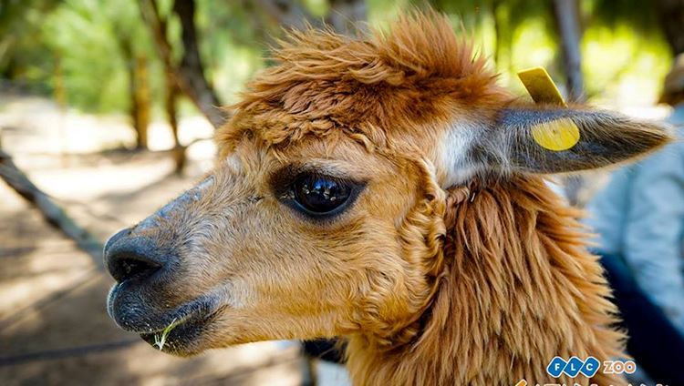 Vé FLC Zoo Safari Park Quy Nhơn