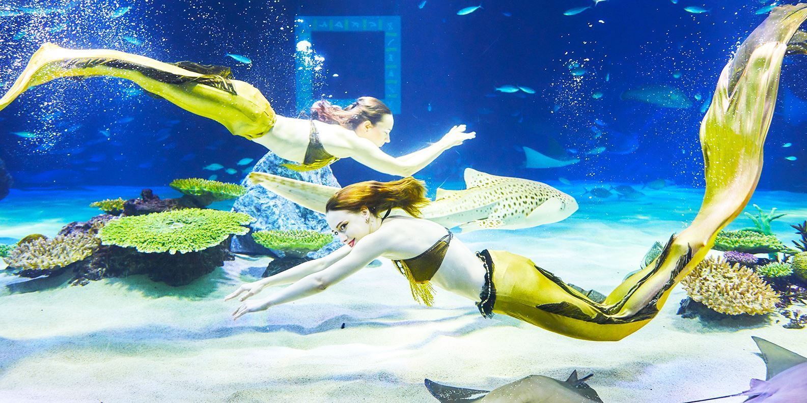 Aqua Planet Jeju - thủy cung Aqua Planet Jeju