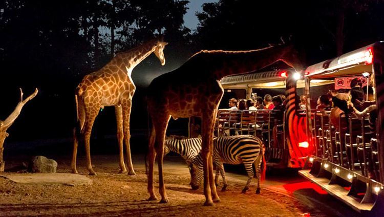 Vé Chiang Mai Night Safari