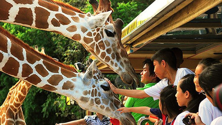 Vé Chiang Mai Night Safari