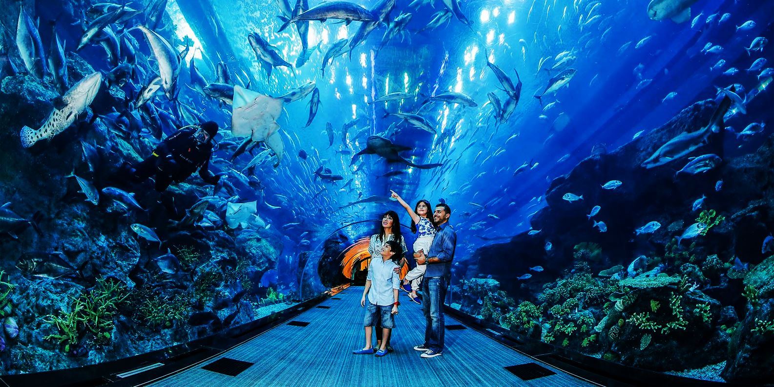 Vé Dubai Aquarium và Underwater Zoo